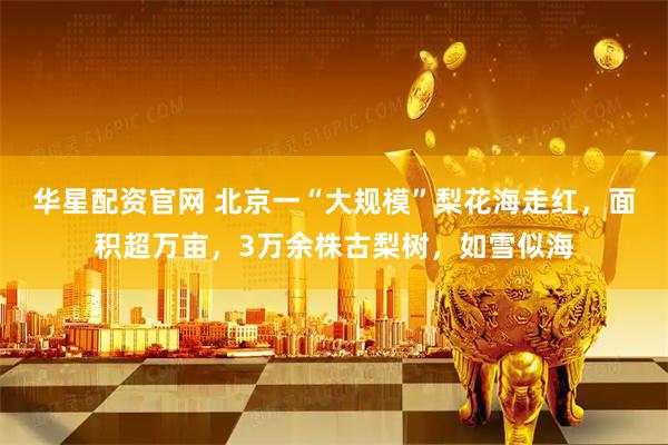 华星配资官网 北京一“大规模”梨花海走红，面积超万亩，3万余株古梨树，如雪似海
